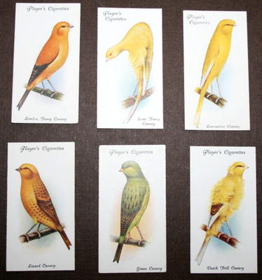 Kanarienvogelrassen 6 x Vintage 1933 illustrierte Käfig Vogel Karten