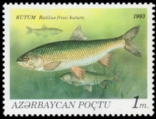 AZERBAIJAN 388 - Caspian Kutum "Rutilus frisii kutum" (pb76265)