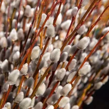 French Pussy Willow (Salix Nigera) | 2 Bare-root