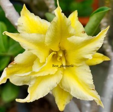 Adenium Obesum Desert Rose " Dowtong " 200 Seeds