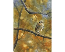 Hawk fine art painting.  Wildlife artwork bird painting brown home (print)