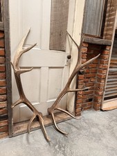 7x6 Set Of Elk Sheds ~ Elk Antlers ~ Cabin Decor 
