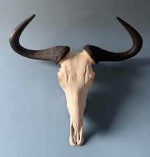 TAXIDERMY BLUE WILDEBEEST SKULL Wall Mounted Blue Antelope Horn Large XL Art