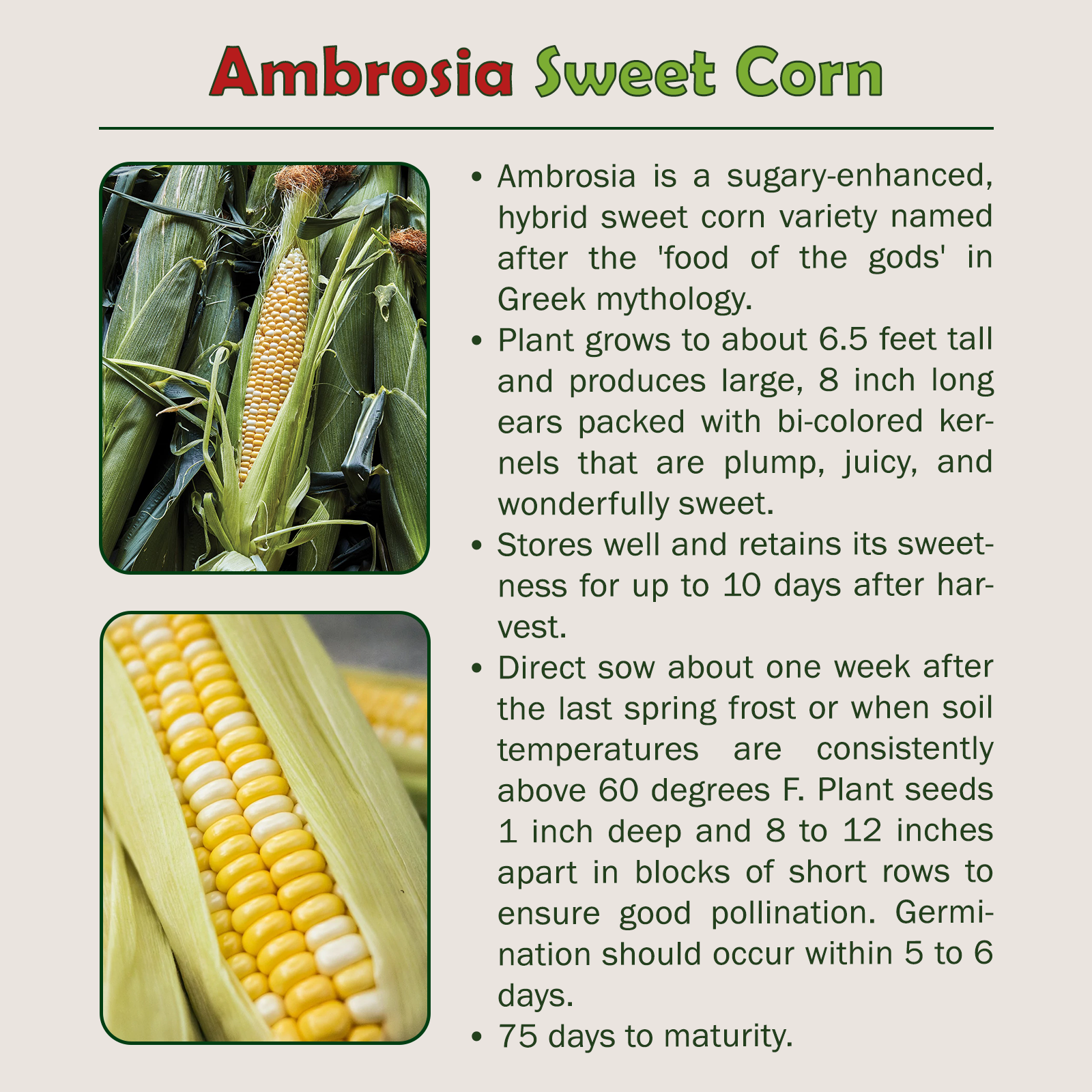 25 Ambrosia Sweet Corn Seeds, Hybrid, Non-GMO, Genuine USA | eBay