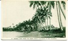 Nouvelle-Calédonie Îles Bord de Mer Palmiers à Coco Carte Postale Verte Clair