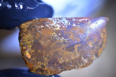 76ct 35x20x10 Koroit Nut Boulder Matrix Opal Rohstein rubbed/sliced Australi Gem