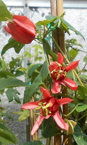 A Young Passion Flower Passiflora Aurantia Var Samoensis  Plant (Climber, Vine )
