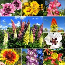 250 SAMEN BAUERNGARTEN STAUDEN MIX MARGERITEN SONNENHUT EHRENPREIS MÄDCHENAUGE