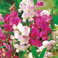 200 seeds Everlasting pea mixed+ FREE PLANT LABEL