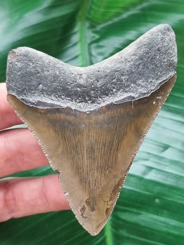 8,4 cm scharfer Zahn des Megalodon - Hai Zahn Fossil - Bild 2 von 4
