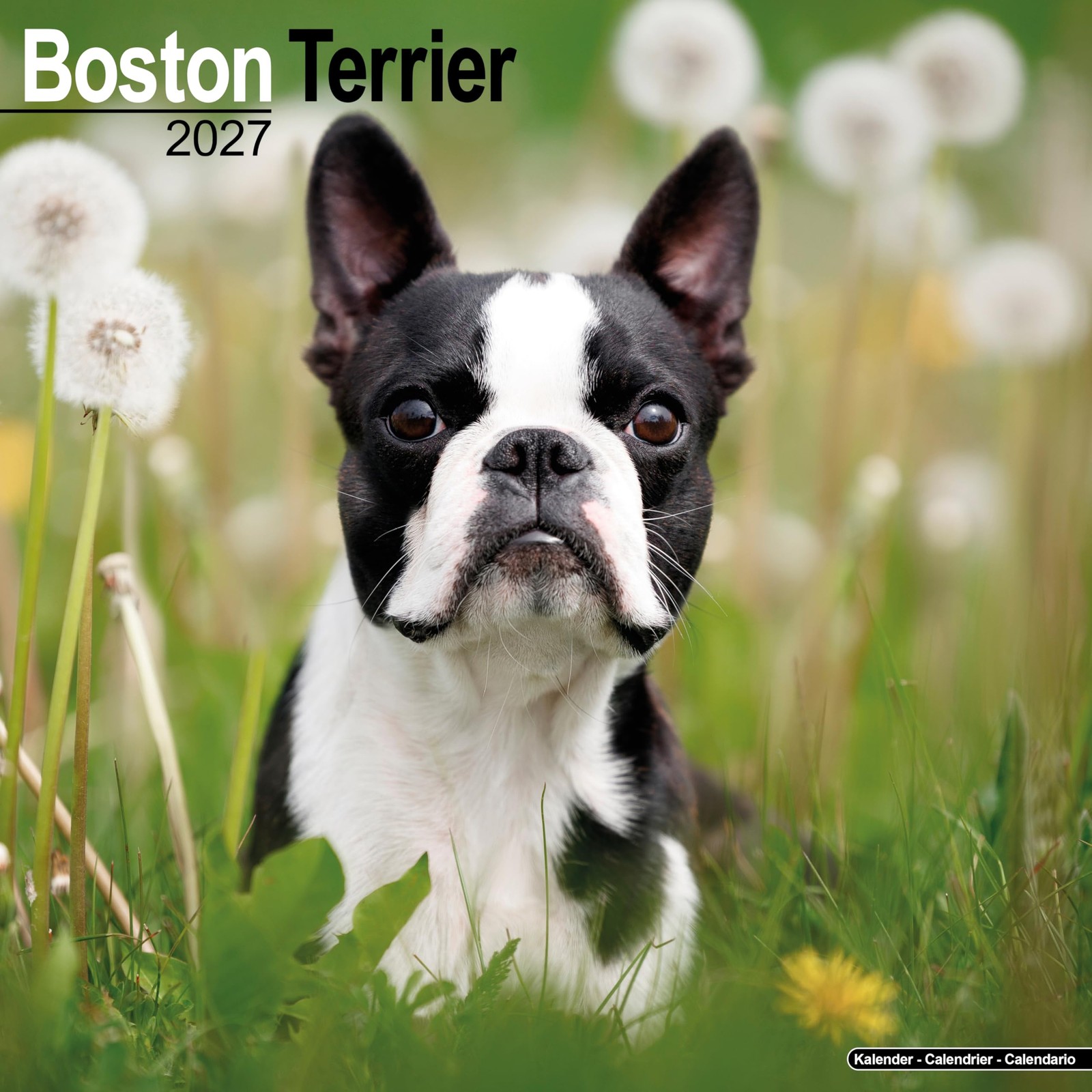 Boston Terrier 2027 Calendar | Square Wall Calendar | Dog Breed Gift | Plastic Free Packaging | by Avonside Publishing - Image 3