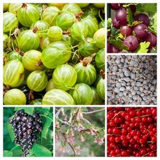 PACZKA SPECJALNYCH ODMIAN JOHANNISBERRY I AGRESTU 70+ NASION V 238