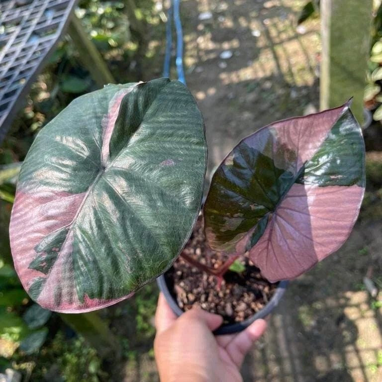 minima variegata Monstera Minima / Raphidophora Tetrasperma Variegata Steckling –  whiteleafplants