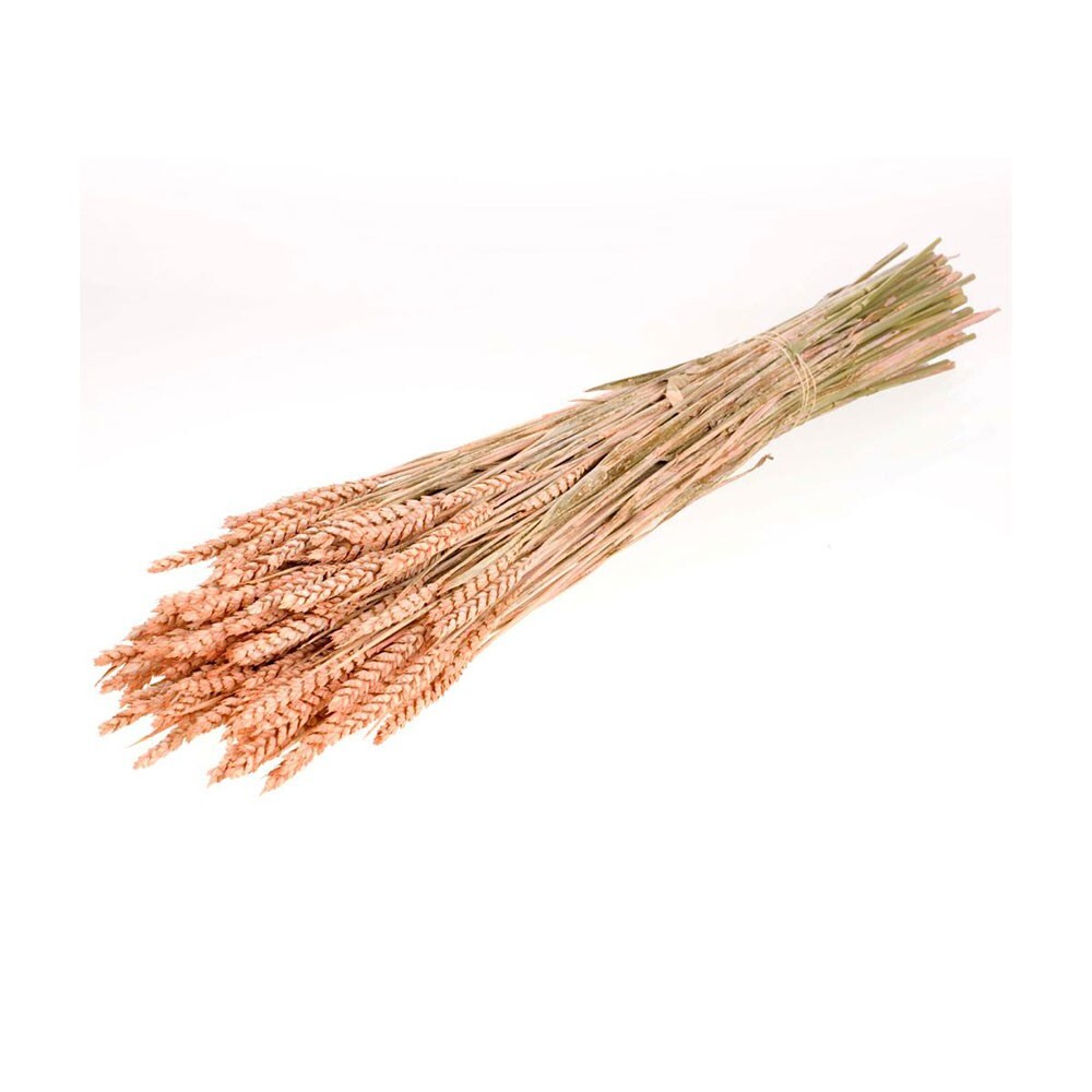 Dried Bunch Pastel Tarwe Wheat 60cm/24 Inches Misty Coral