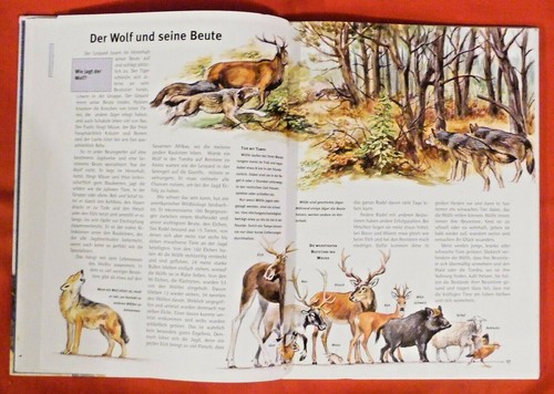 Was ist Was Band 104 , Wölfe , Erik Zimen , Tessloff Verlag , HC , 1997 - Imagen 9 de 9