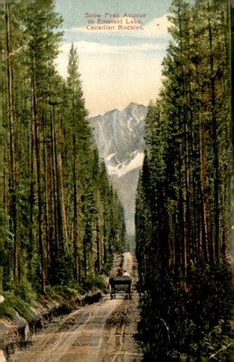Snow Peak Avenue to Emerald Lake, Canadian Rockies Postcard