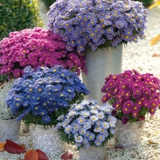 New England Aster Kickin Series: Live Perennial Wildflower Plant Starter Plug