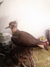 Sardegna tassidermia Pavoncella