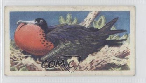 1961 Brooke Bond Tropical Birds Tea Magnificent Frigate Bird #34 0f8 - Picture 1 of 3