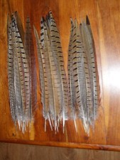 30 COCK PHEASANT TAIL FEATHERS 12"to14" FLY TYING ART.FLORAL DISPLAY,JEWELLERY