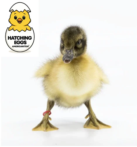 10 FRESH PUREBRED WELSH HARLEQUIN DUCK EGGS FERTILE HATCHING SPEEDY QUICK USPS