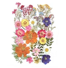 17 Types 48PCS Real Dried Pressed Flowers Leaf Plant Herbarium for DIY Colorful