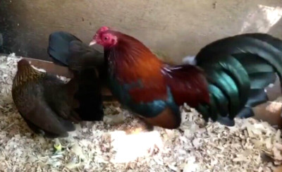 24 NPIP/AI CLEAN BB RED Old English Game Bantam Hatching Eggs ULTRA SHOW QUALITY