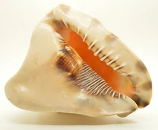 8” Large Horned Helmet Tiger Striped Queen King Conch Shell Natural Seashell