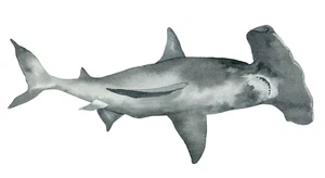 Hammerhead Shark Self Adhesive Sticker