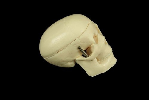 1-Miniature TINY TIM SKELETON SKULL Movable Jaw Halloween Prop Crafts Decoration - Picture 3 of 10
