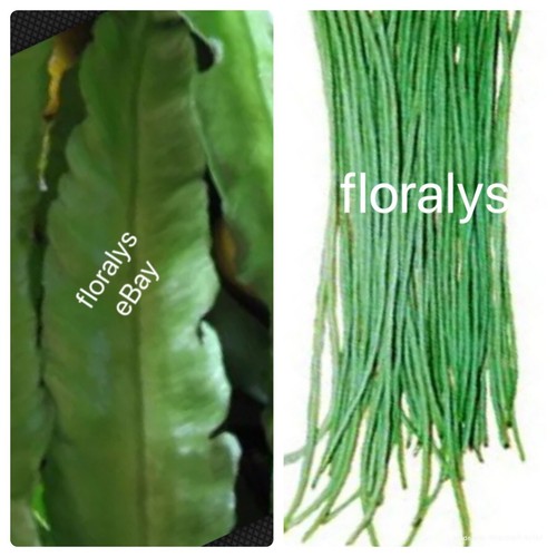 Sigarilyas Sitaw Seeds Combo Pack Philippine Agriculture Vegetable 20 Seeds Ebay