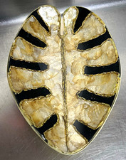 Capiz Shell Black and Ivory Decorative Bowl 11in  x 7 in. - NWOT