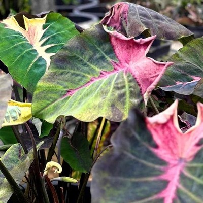 Colocasia Bulb Paper Paint Tuber Elephant Ears New Hybrid From Thailand |  eBay