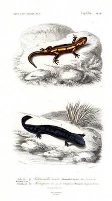 Salamandra Salamander Amphibien Reptiles Stahlstich engraving Orbigny - 1861