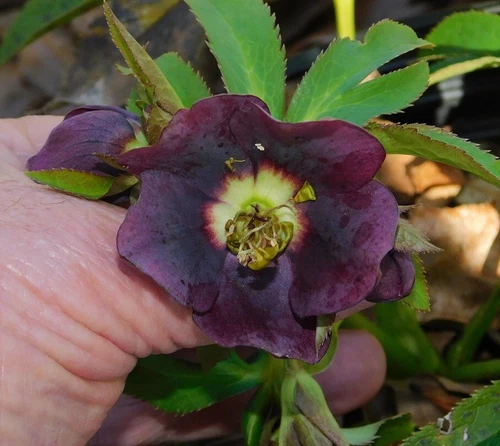 Hellebore Plants Mixed Seedlings