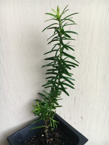 Eibe Renkes Kleiner Grner 25-30cm - Taxus baccata | eBay