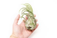 Large Tillandsia Seleriana Air Plant 6–8 Inches – Easy Care Indoor/Outdoor Decor