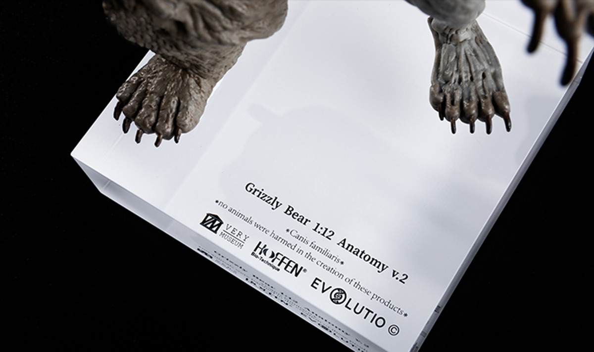 EVOLABORATORY 1:12 Bear Muscle Anatomy Model Educational Ursidae