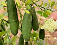 Green Finger Lime Grafted Tree - 2-3ft Tall - 3gal - Citrus Tree -No Ship CA, FL