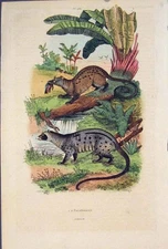 Original Old Antique Print Paradoxures Animal Colour Fine Art 1839 Victorian