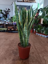Large Snake Plant – 70cm Tall | Sansevieria Trifasciata in 21cm Pot | Easy Care