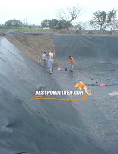 Koi Pond Liner – 20x24 HDRPE, allevamento ittico forte e flessibile USA, consegna gratuita - Foto 13 di 23