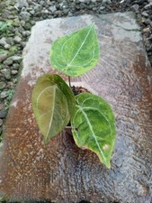 Real Picture Anthurium Forgetti Variegated Rare Plant