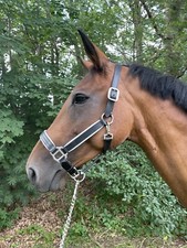Leaders Premium Leather Halter For Full/Horse size Featuring Patent Leather