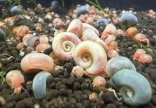 50 Pack, Leopard and Regular Ramshorn Snails Includes insulation and cool pack 