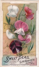 D M Ferry & Co SWEET PEAS Detroit MI Flowers Seeds Vict Card c1880s