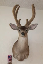 Mule Deer Head Mount Taxidermy Antler Cape Whitetail Log Cabin Decor Hunt Horn