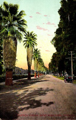 Magnolia Avenue Eight Miles Long Riverside California Postcard