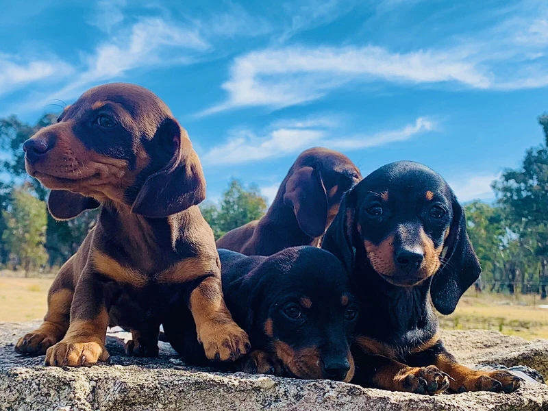 Purebred Miniature Dachshund Puppies Dogs Gumtree Australia Guyra Area 1255859661 Purebred Miniature Dachshund Puppies