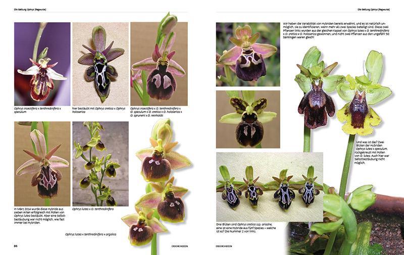 Thumbnail - Erdorchideen, Svante Malmgren